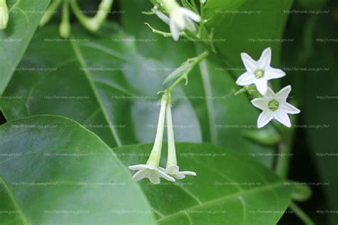 夜來香植物|夜香樹(夜丁香):植物形態,生長習性,分布範圍,繁殖方法,栽培,扦插。